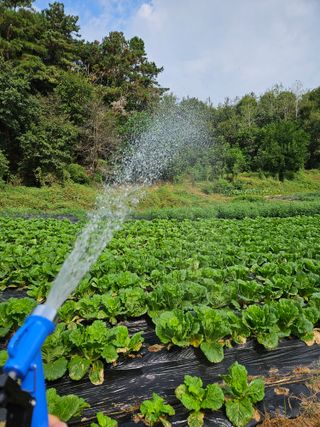 뿡뿡농장님의 파 · 영농일지 작성글 사진