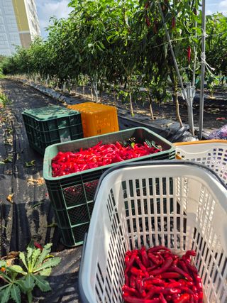 김연숙님의 고추 · 영농일지 작성글 사진