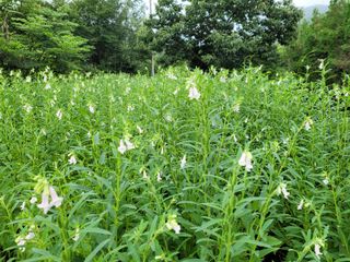 박종섭님의 팜모닝 · 출석 작성글 사진