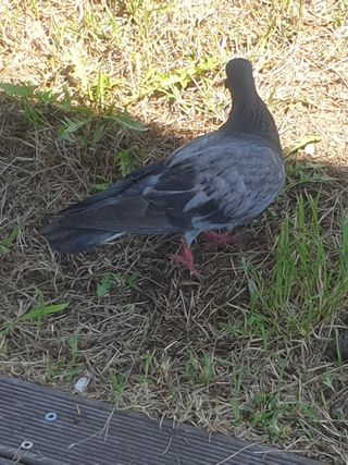 허굴산농장님의 자유주제 · 자유게시판 작성글 사진