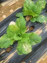 팜모닝 농사, 무엇이든 물어보세요!·참여글 게시글 이미지