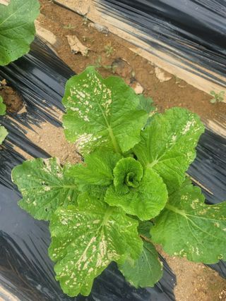 대박농부님의 농사, 무엇이든 물어보세요! · 참여글 작성글 사진