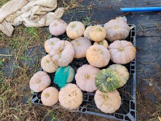 어영차~ 땅아님의 작성글 사진