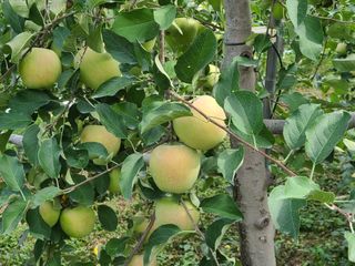 화성농원님의 사과 · 일상 작성글 사진