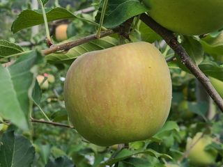 화성농원님의 사과 · 일상 작성글 사진