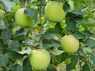 화성농원님의 사과 · 일상 작성글 사진