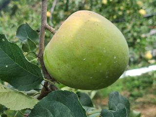 화성농원님의 사과 · 일상 작성글 사진