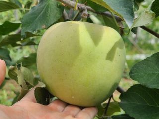 화성농원님의 사과 · 일상 작성글 사진