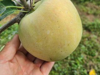 화성농원님의 사과 · 일상 작성글 사진