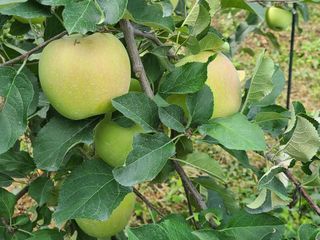 화성농원님의 사과 · 일상 작성글 사진