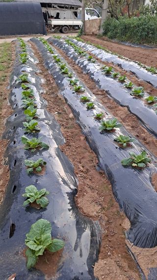 김성환님의 배추 · 영농일지 작성글 사진