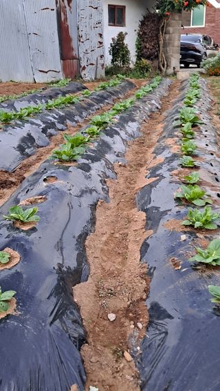 김성환님의 배추 · 영농일지 작성글 사진