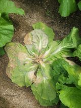 팜모닝 농사, 무엇이든 물어보세요!·참여글 게시글 이미지