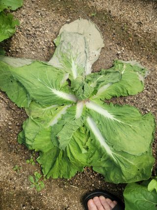 재화도령님의 농사, 무엇이든 물어보세요! · 참여글 작성글 사진