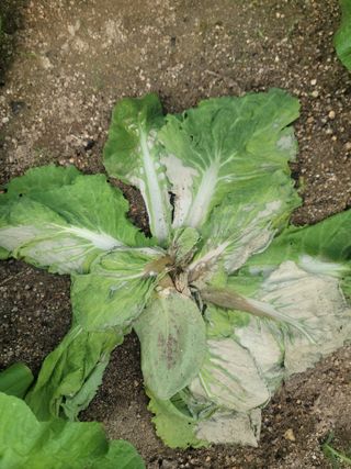 재화도령님의 농사, 무엇이든 물어보세요! · 참여글 작성글 사진