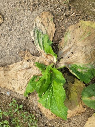 재화도령님의 농사, 무엇이든 물어보세요! · 참여글 작성글 사진