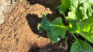 이부균님의 농사, 무엇이든 물어보세요! · 참여글 작성글 사진