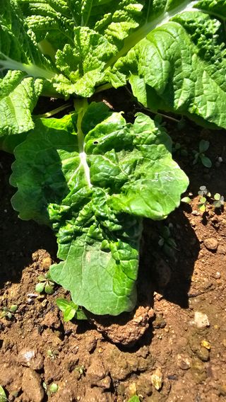 이부균님의 농사, 무엇이든 물어보세요! · 참여글 작성글 사진