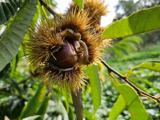신칼라님의 한가위, 덕담을 나눠주세요 · 참여글 작성글 사진