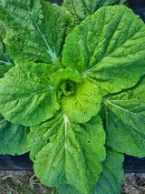 팜모닝 배추·병해충상담 게시글 이미지