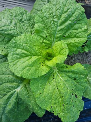 윤장희님의 배추 · 병해충상담 작성글 사진