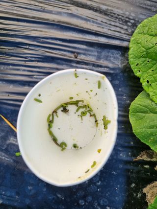 윤장희님의 배추 · 병해충상담 작성글 사진