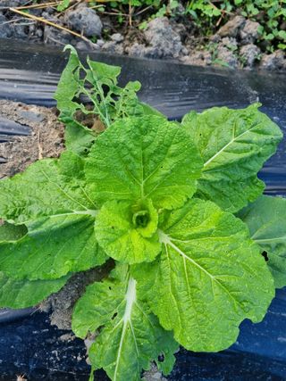 윤장희님의 배추 · 병해충상담 작성글 사진