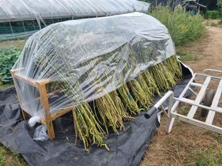 들꽃농장님의 자유주제 · 자유게시판 작성글 사진