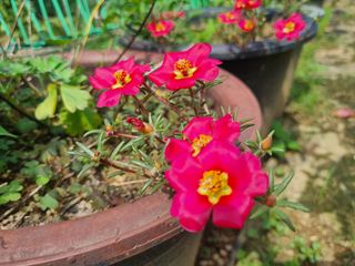 들꽃농장님의 자유주제 · 자유게시판 작성글 사진