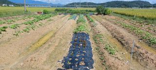 마늘17273님의 배추 · 병해충상담 작성글 사진