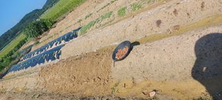 마늘17273님의 배추 · 병해충상담 작성글 사진