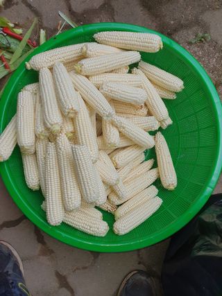 안비님의 옥수수 · 자유게시판 작성글 사진