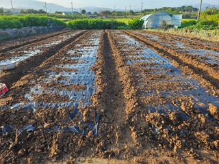 유명숙님의 마늘 · 영농일지 작성글 사진