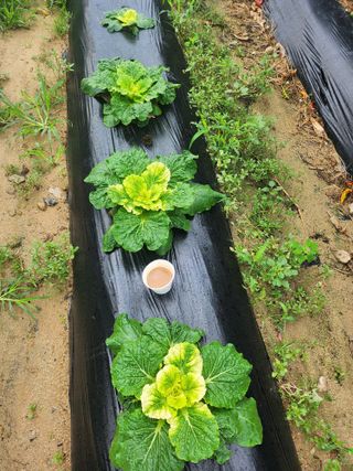 충주참깨 최명화님의 자유주제 · 자유게시판 작성글 사진