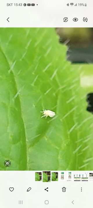 경주 영이님의 배추 · 병해충상담 작성글 사진