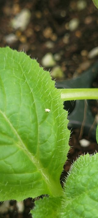 경주 영이님의 배추 · 병해충상담 작성글 사진