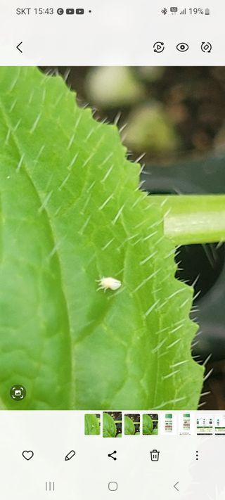 경주 영이님의 배추 · 병해충상담 작성글 사진