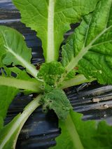 팜모닝 농사, 무엇이든 물어보세요!·참여글 게시글 이미지