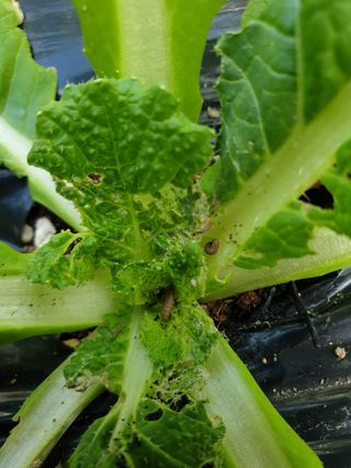 가야뜰님의 농사, 무엇이든 물어보세요! · 참여글 작성글 사진