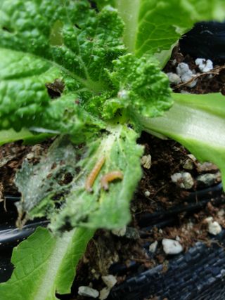 가야뜰님의 농사, 무엇이든 물어보세요! · 참여글 작성글 사진