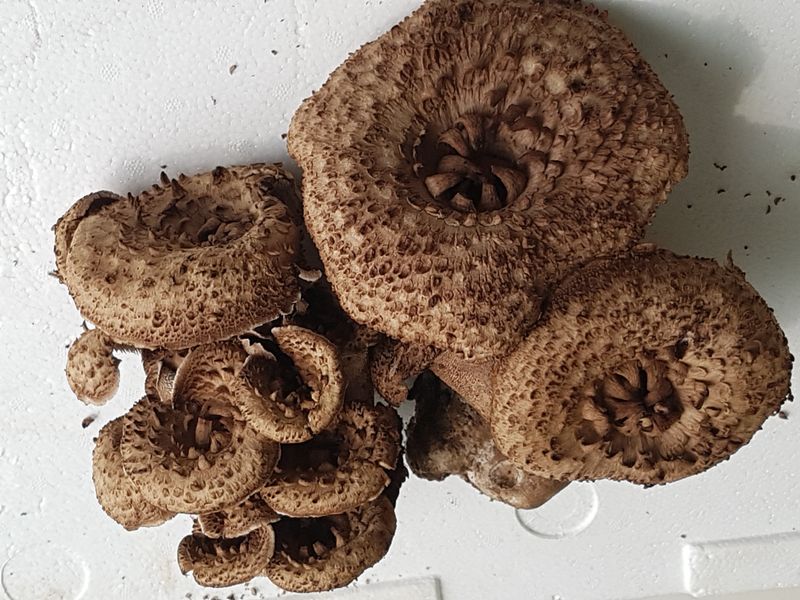 강원송이님의 장터 판매 상품 [강원도 자연산능이버섯상품1kg] 첨부 사진