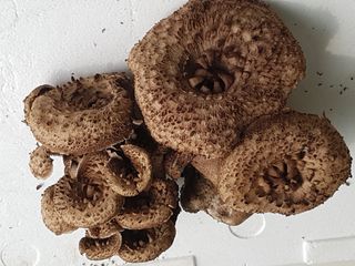 강원송이님의 작성글 사진