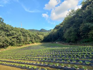 혜향님의 배추 · 영농일지 작성글 사진