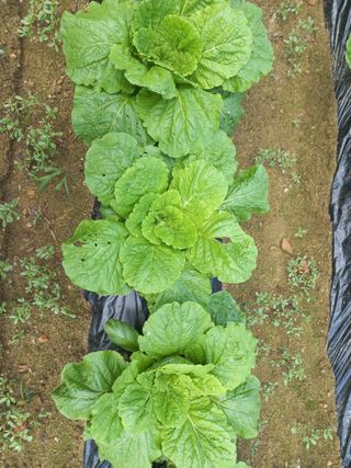 혜향님의 배추 · 영농일지 작성글 사진