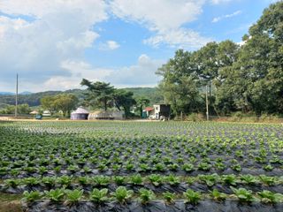 혜향님의 배추 · 영농일지 작성글 사진