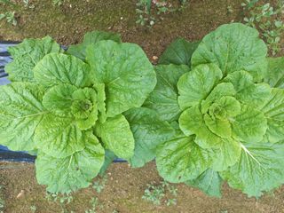 혜향님의 배추 · 영농일지 작성글 사진