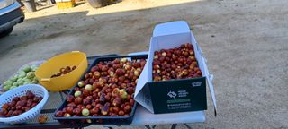 고풍마님님의 기타작물 · 영농일지 작성글 사진