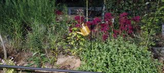 고풍마님님의 기타작물 · 영농일지 작성글 사진