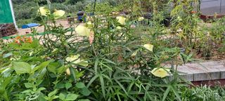 고풍마님님의 기타작물 · 영농일지 작성글 사진