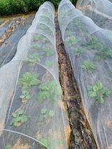 팜모닝 배추·영농일지 게시글 이미지